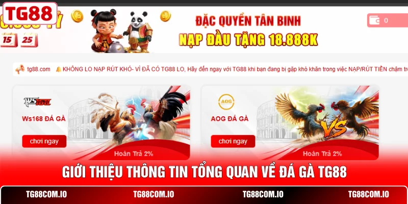 Giới thiệu thông tin tổng quan về đá gà TG88