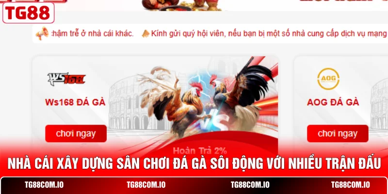 Nhà cái xây dựng sân chơi đá gà sôi động với nhiều trận đấu