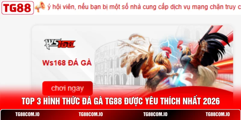 Top 3 hình thức đá gà TG88 được yêu thích nhất 2026
